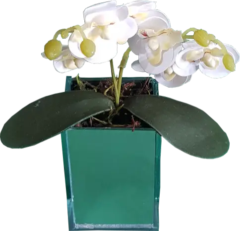 Arranjo de Orquídeas