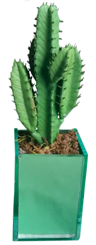 Arranjo de Cacto