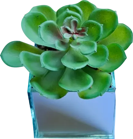 Arranjo de Suculenta